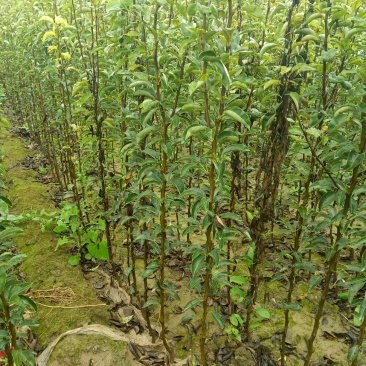 把梨树苗别名香蕉梨