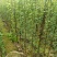 把梨树苗别名香蕉梨
