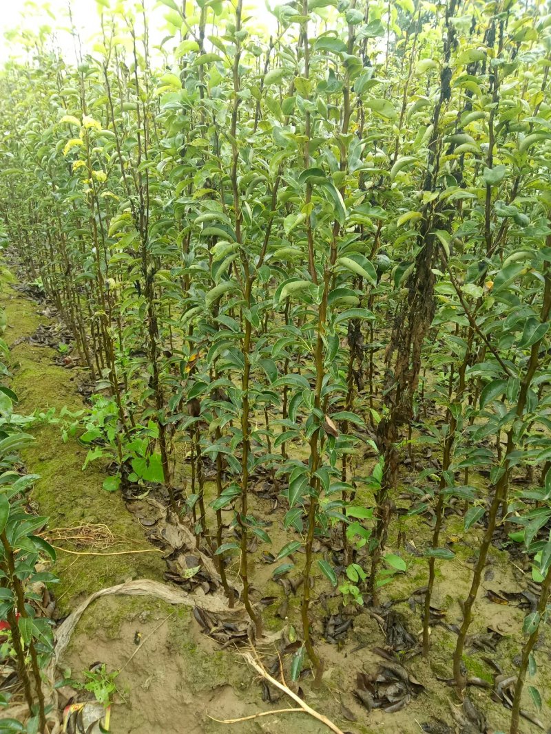 把梨树苗别名香蕉梨