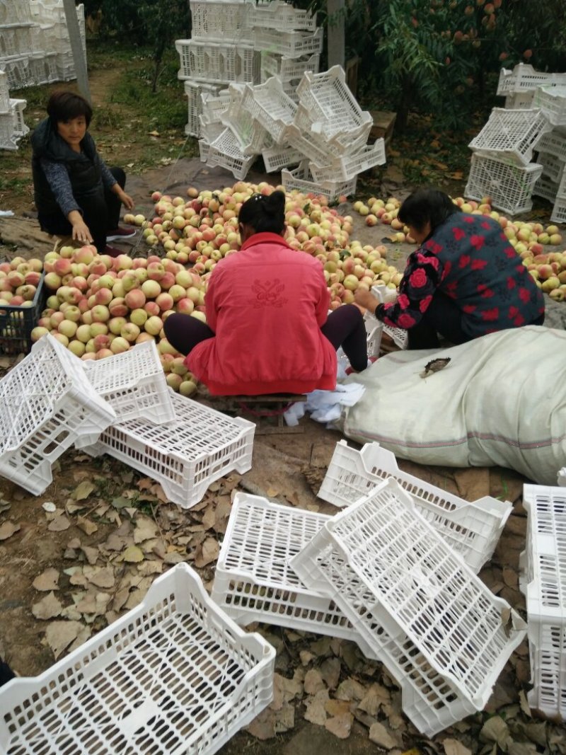 山东潍坊映霜红桃大量上市，实力代办代收诚信合作