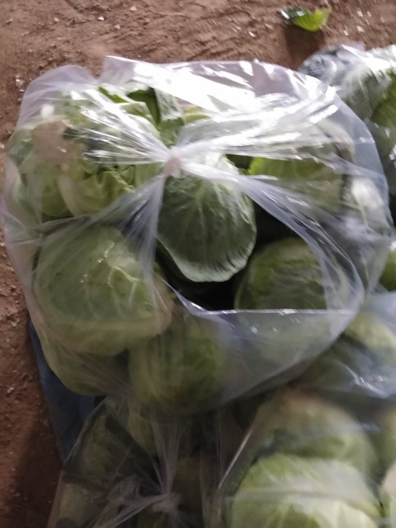 甘蓝圆包菜