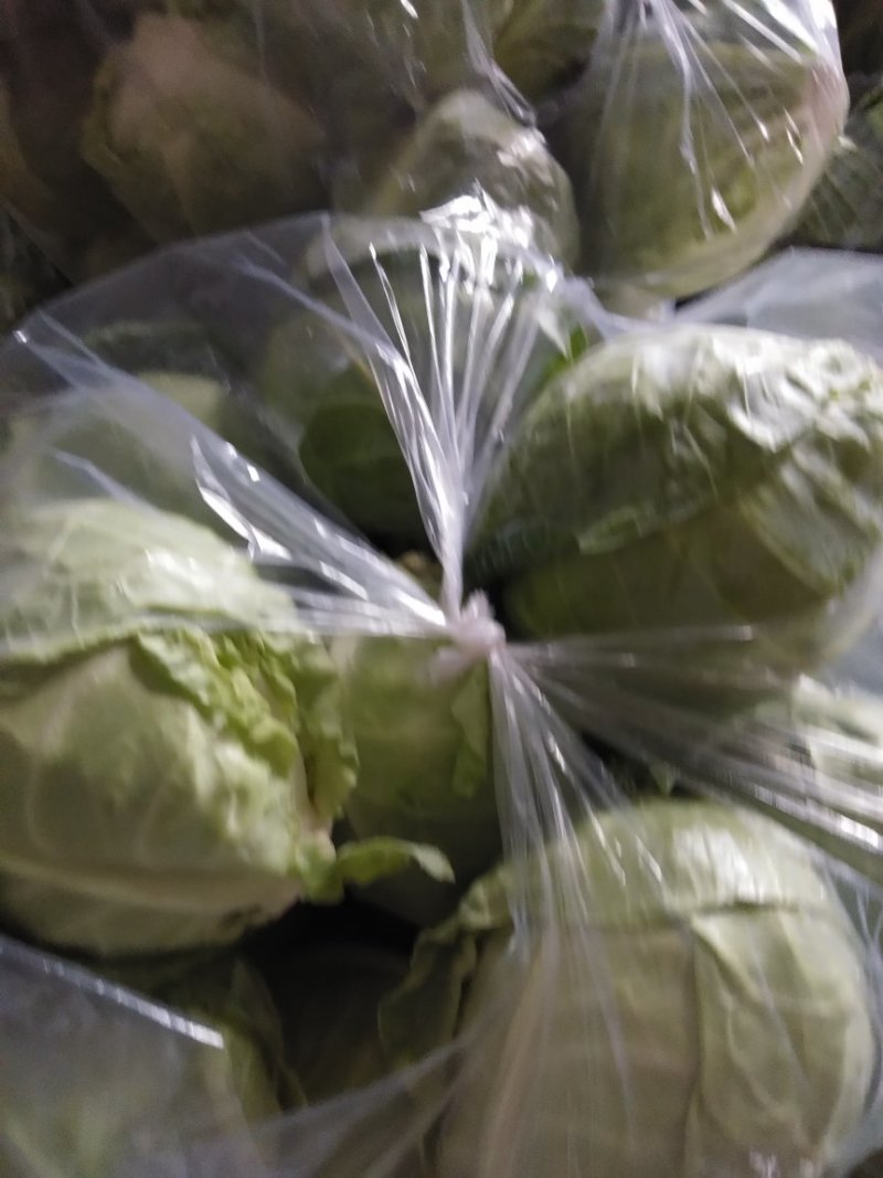甘蓝圆包菜