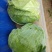 甘蓝圆包菜