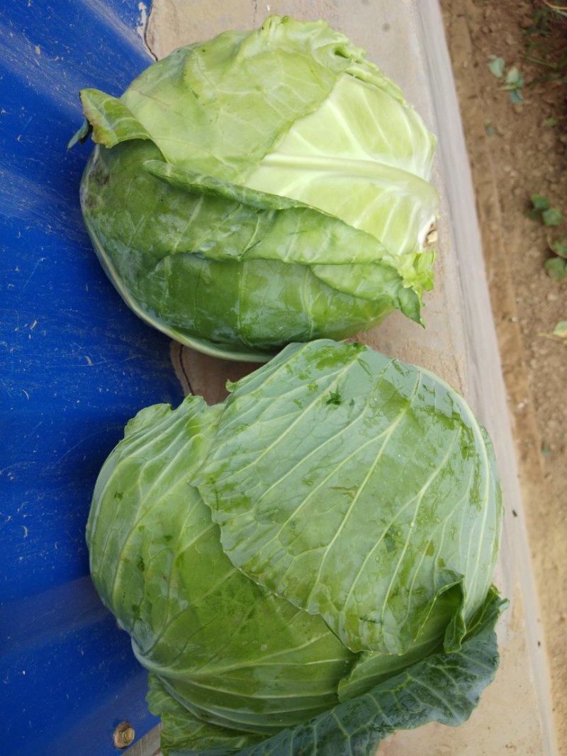 甘蓝圆包菜