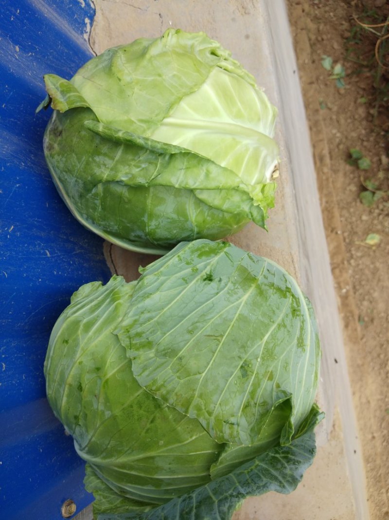 甘蓝圆包菜