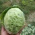 甘蓝圆包菜