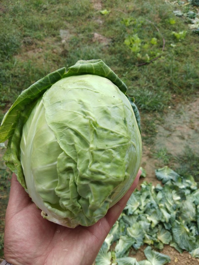 甘蓝圆包菜