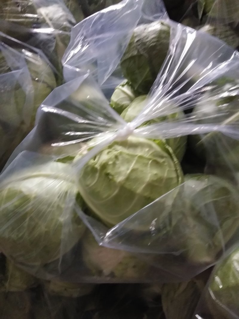甘蓝圆包菜