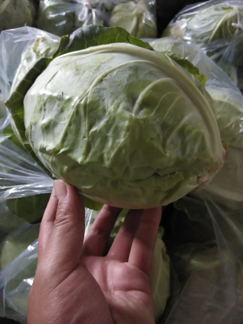 甘蓝圆包菜