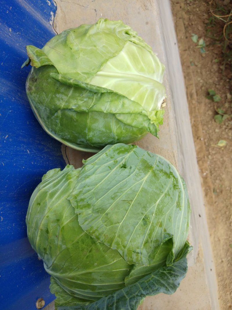 甘蓝圆包菜
