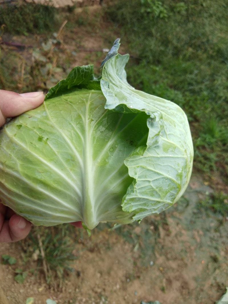 甘蓝圆包菜