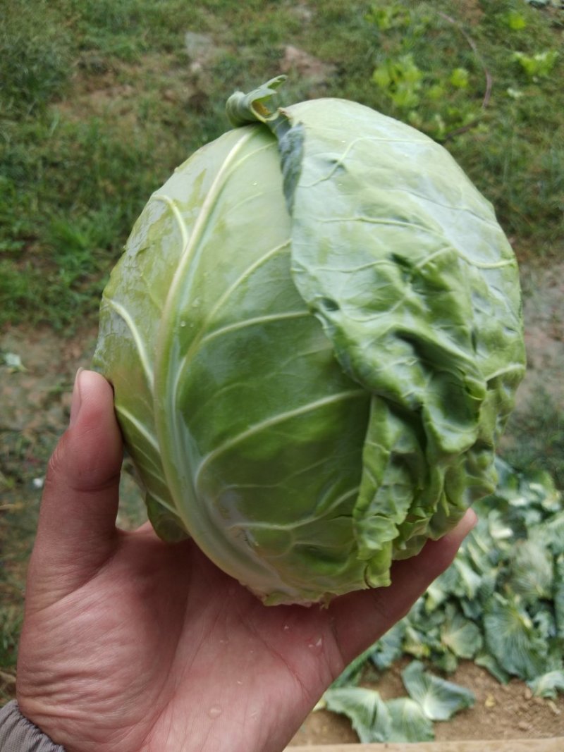 甘蓝圆包菜