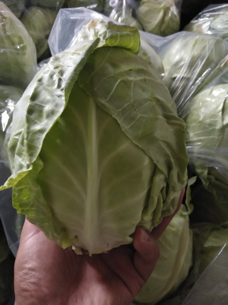 甘蓝圆包菜