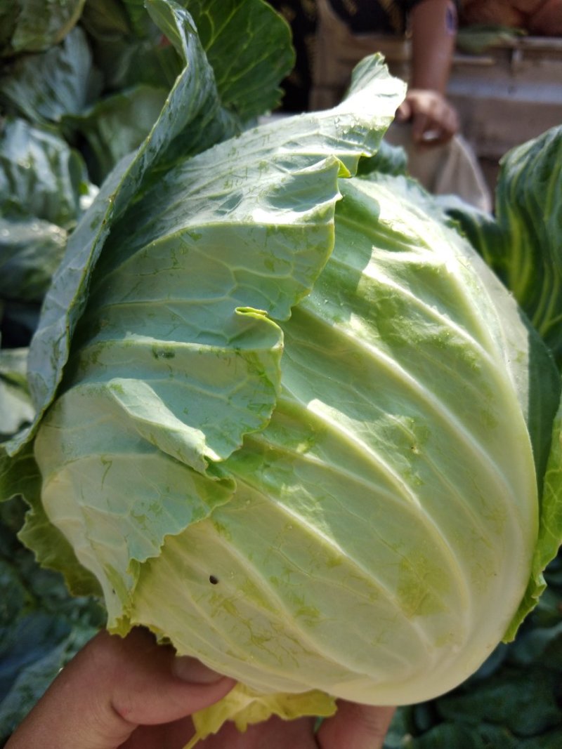 甘蓝圆包菜
