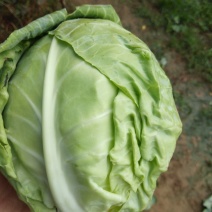 甘蓝圆包菜