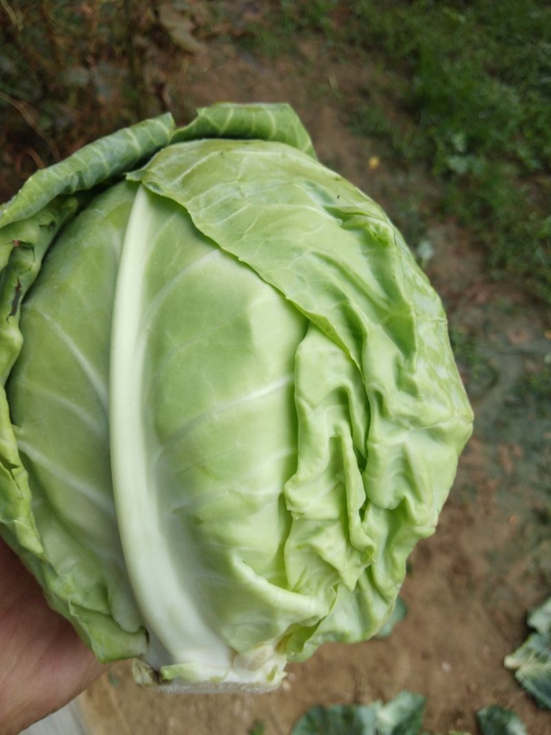 甘蓝圆包菜