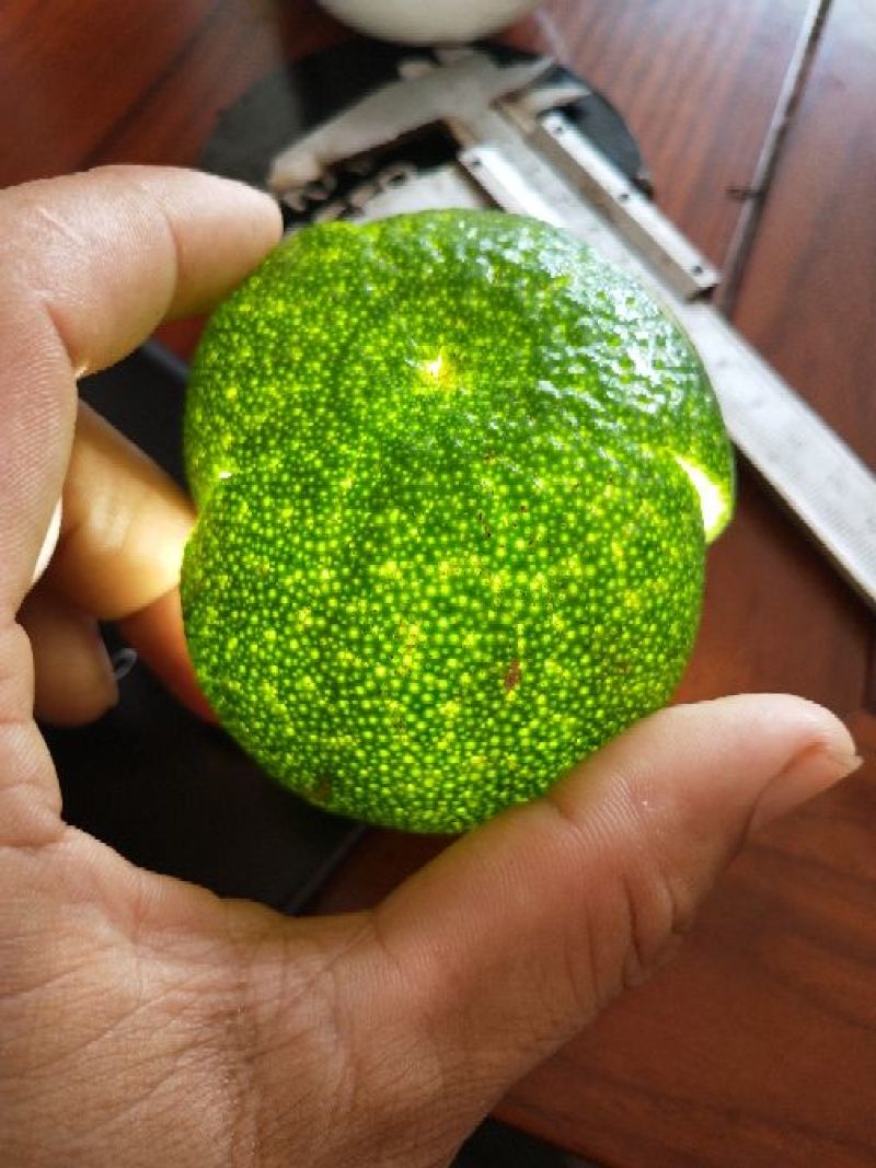 陈皮