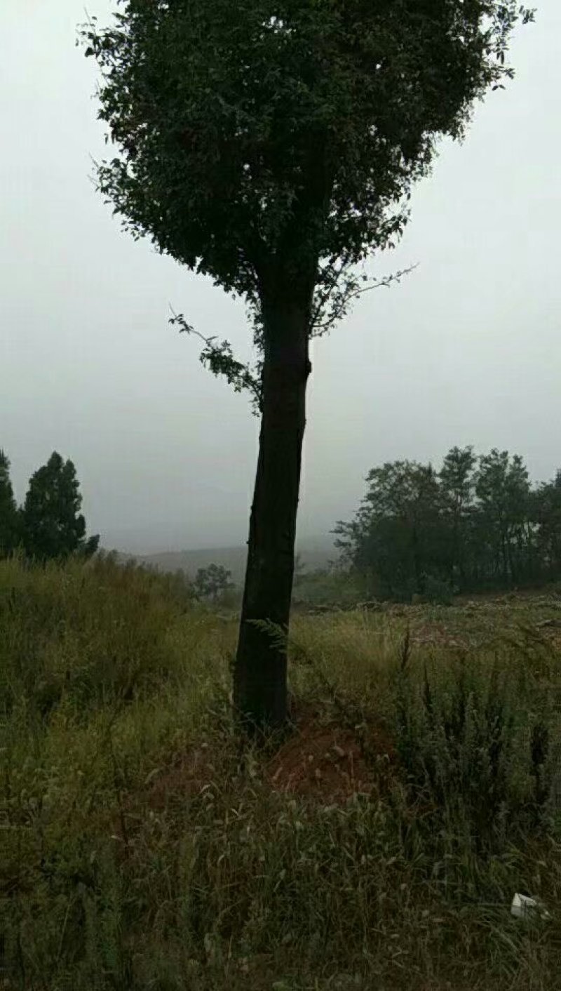 皂角树