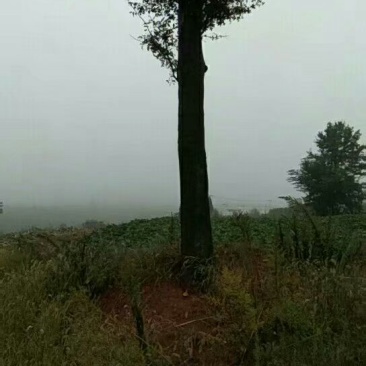 皂角树