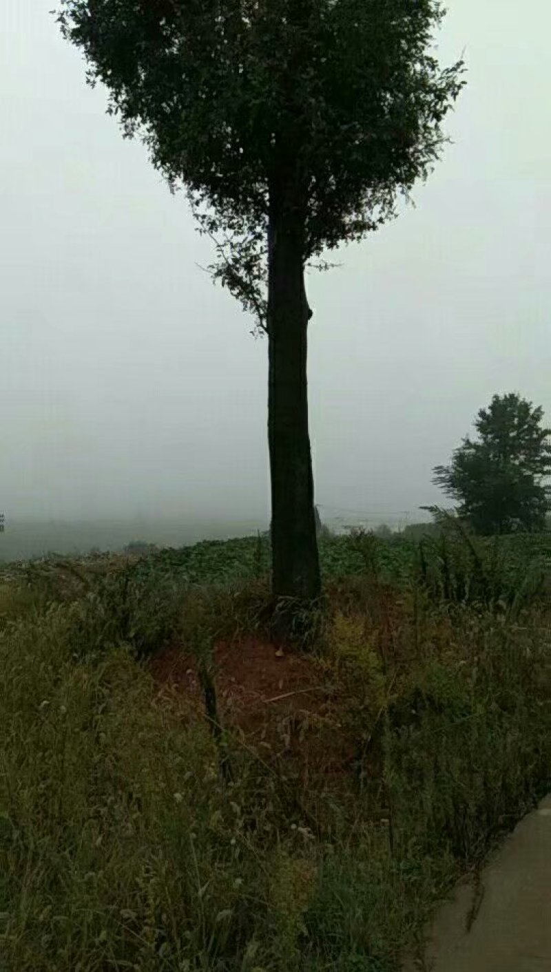 皂角树