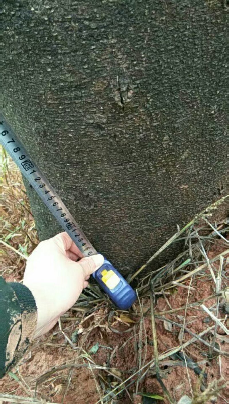 皂角树