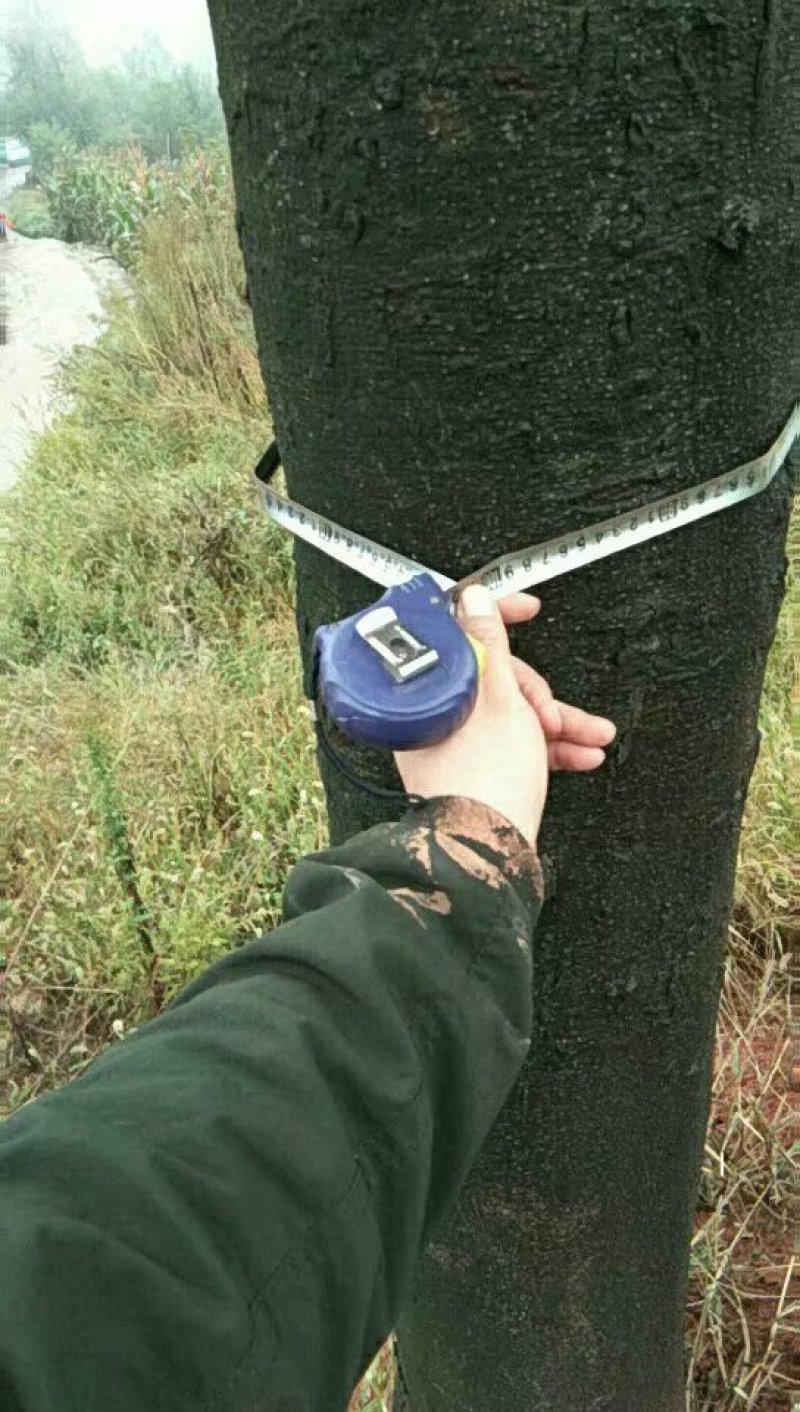 皂角树