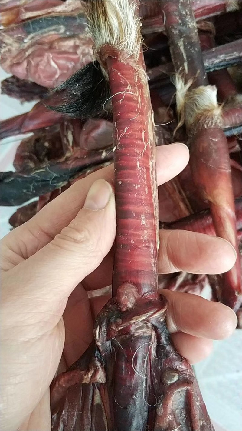 鹿鞭吉林鹿鞭双阳成年纯种鹿鞭泡酒磨粉保纯保真一根