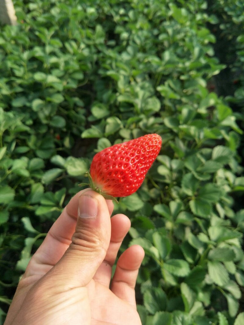 红颜草莓苗红颜草莓苗价格，红颜草莓苗批发10~20cm