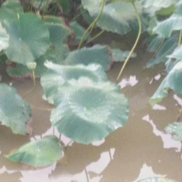 万亩莲藕