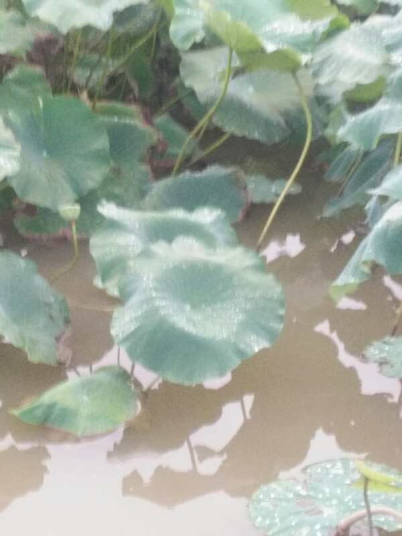 万亩莲藕
