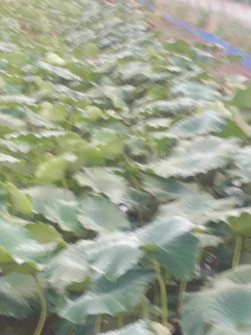 万亩莲藕