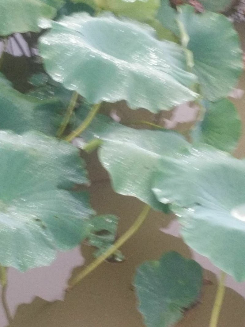 万亩莲藕
