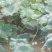 万亩莲藕