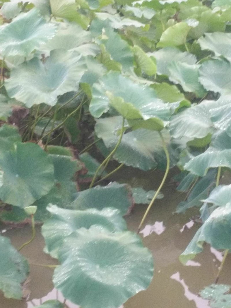 万亩莲藕