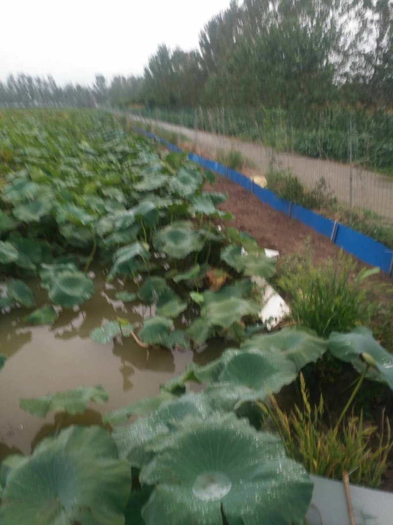 万亩莲藕