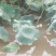 万亩莲藕