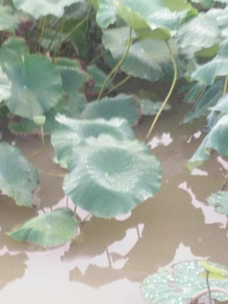 万亩莲藕