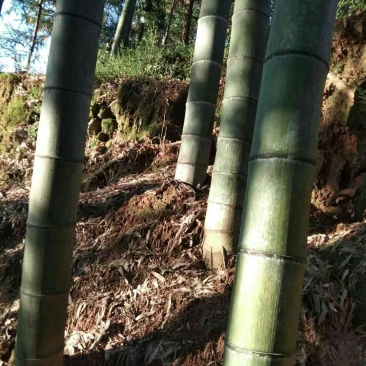 大南竹大量上市包砍包上车