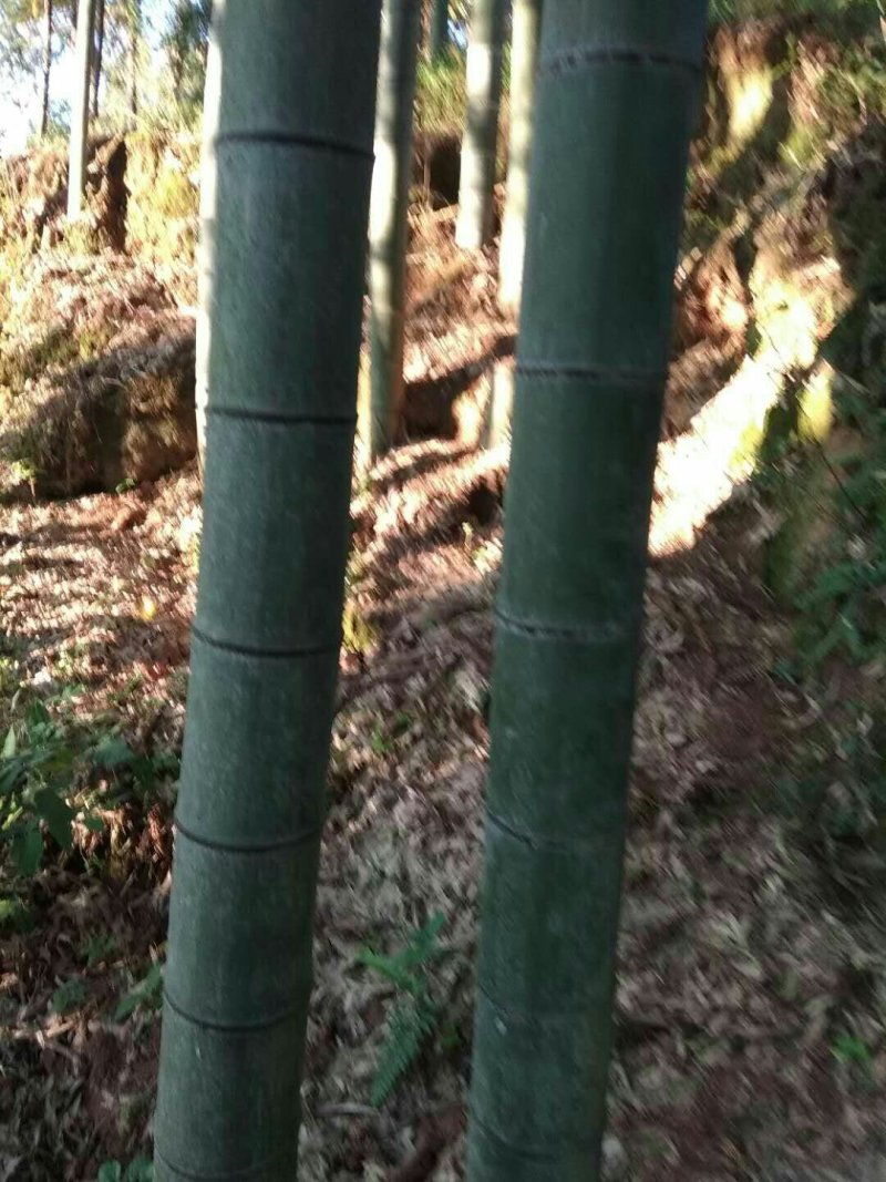 大南竹大量上市包砍包上车
