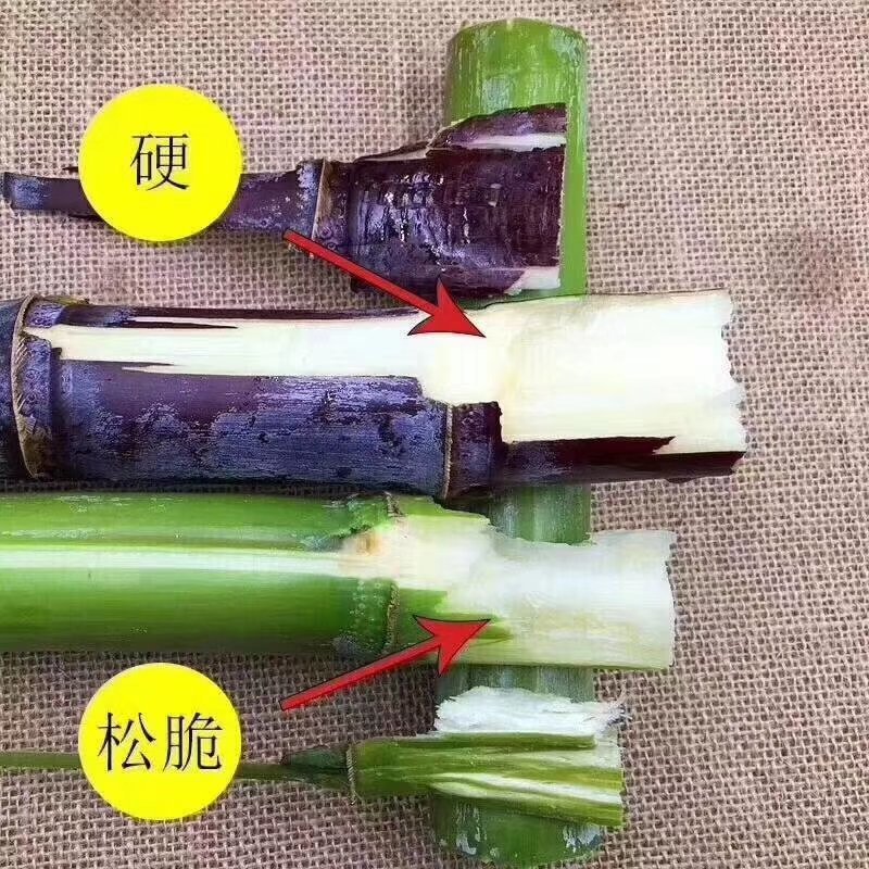 陶山青皮白玉甘蔗【上市啦】