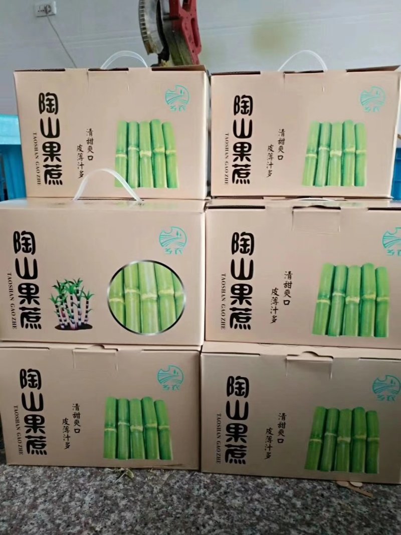 陶山青皮白玉甘蔗【上市啦】
