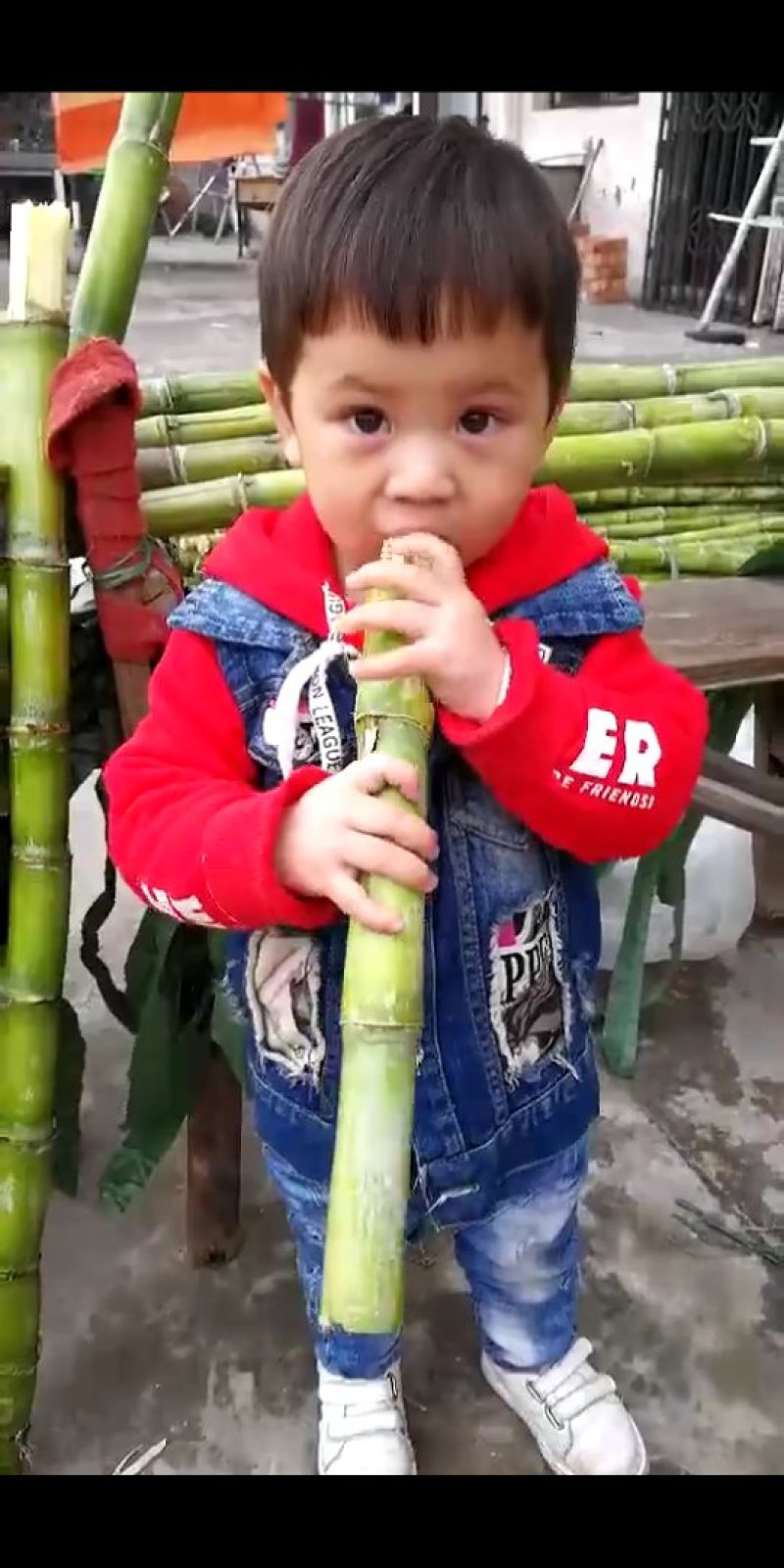 陶山青皮白玉甘蔗【上市啦】