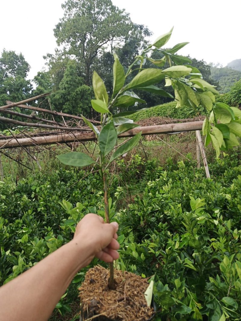 正宗江西赣南纽霍尔脐橙苗