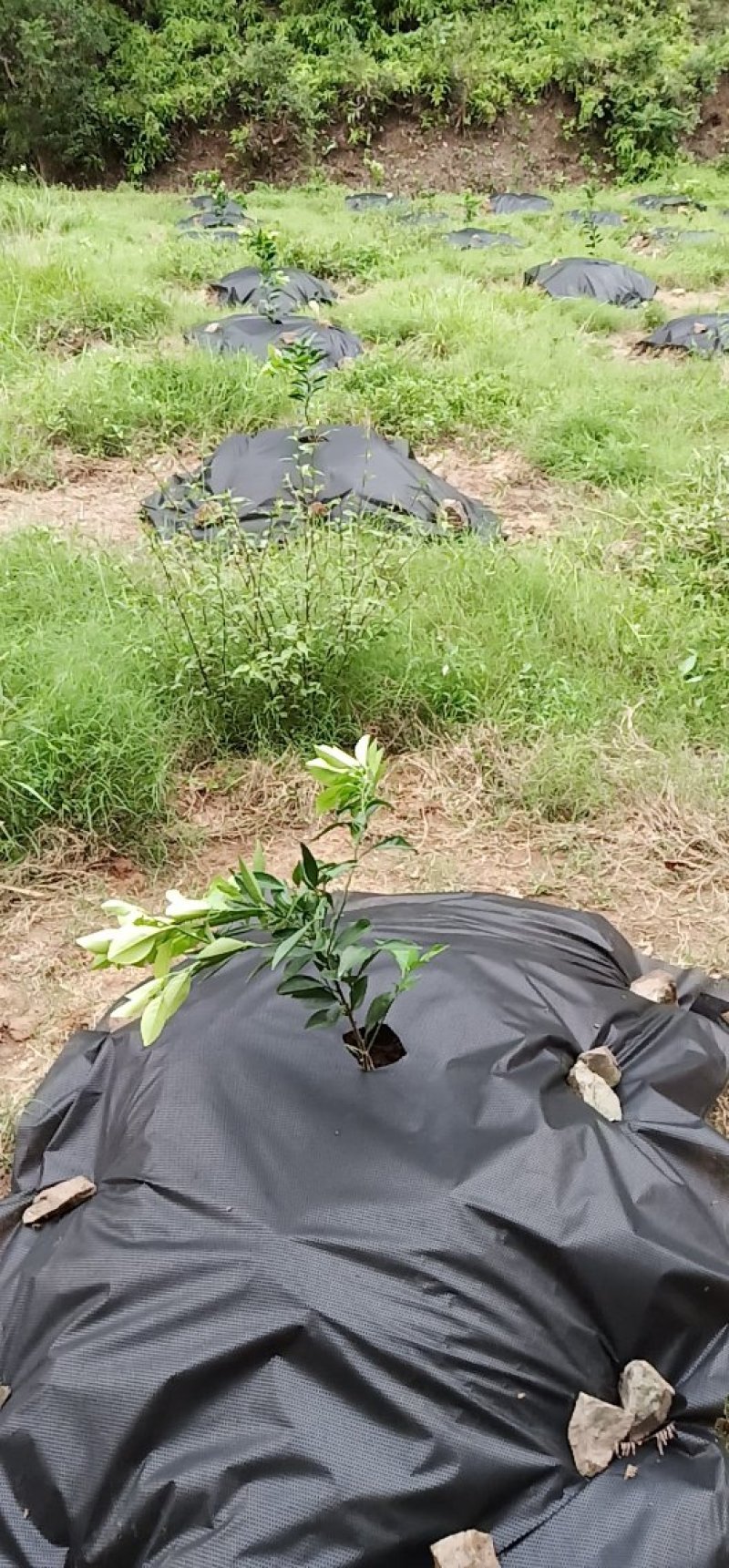 正宗江西赣南纽霍尔脐橙苗