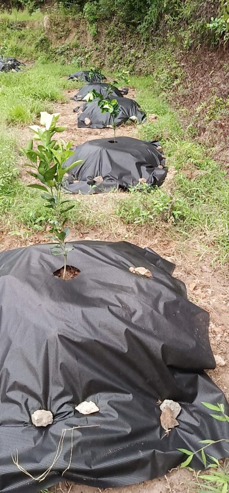 正宗江西赣南纽霍尔脐橙苗