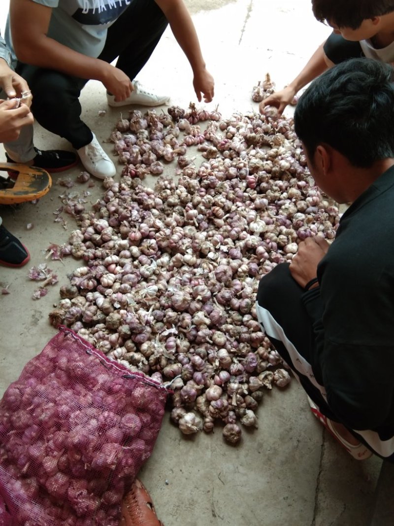 云南紫皮蒜，2022年新晒紫皮大蒜大量有货