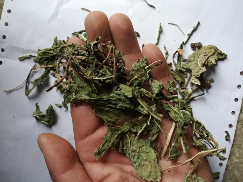 蒲公英统货批发诚信经营支持混批一件代发1000克起
