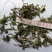 蒲公英统货批发诚信经营支持混批一件代发1000克起
