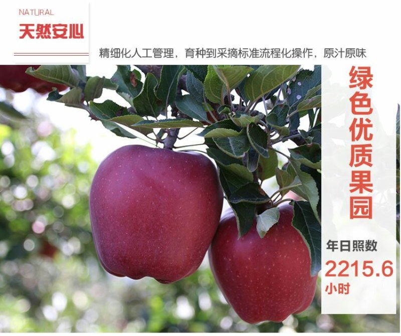 天水花牛苹果新鲜包邮刮泥吃的粉苹果8.5斤