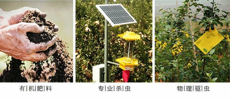 天水花牛苹果新鲜包邮刮泥吃的粉苹果8.5斤